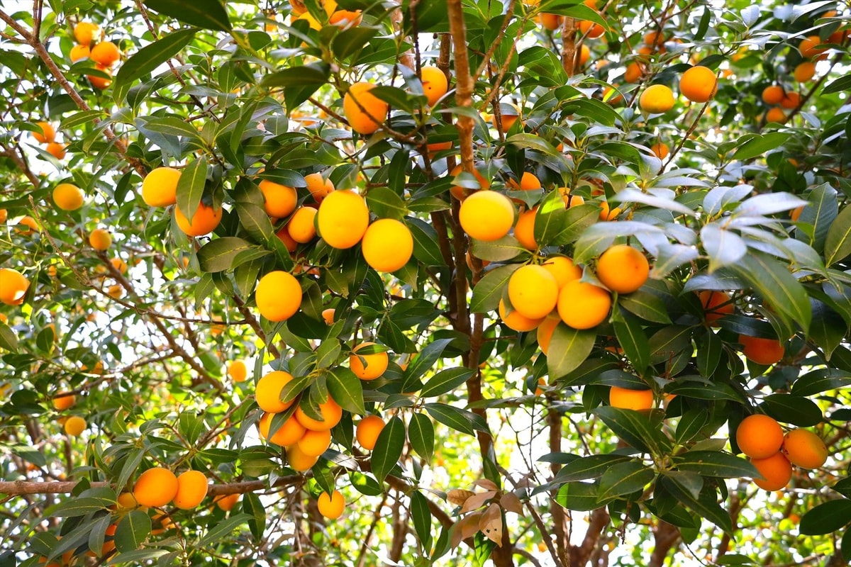 Thanh Trà làm say lòng du khách bởi hương vị ngọt ngào và vẻ đẹp vàng óng căng mọng, treo lủng lẳng trên cây
